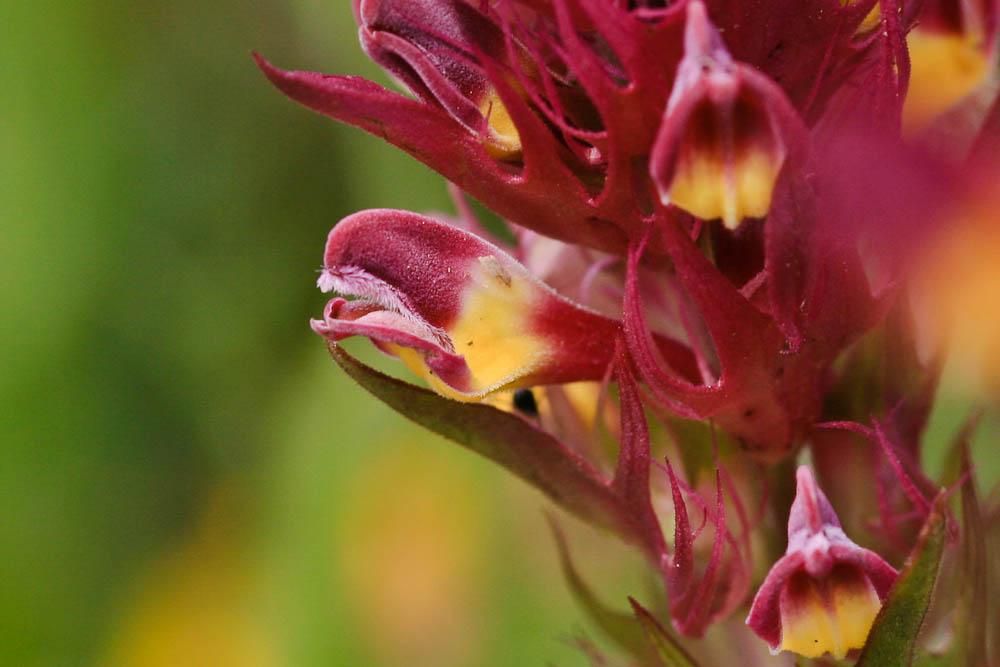 Mélampyre des champs Melampyrum arvense L., 1753