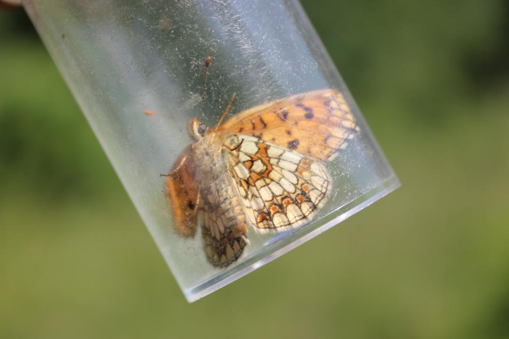 Mélitée des Centaurées (La), Grand Damier (Le) Melitaea phoebe (Denis & Schiffermüller, 1775)