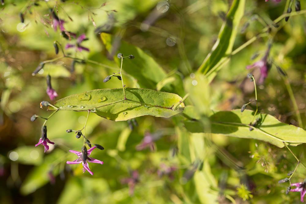Prénanthe pourpre, Prénanthès Prenanthes purpurea L., 1753