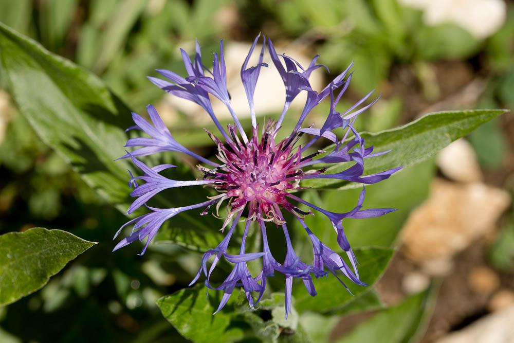 Bleuet des montagnes Cyanus montanus (L.) Hill, 1768