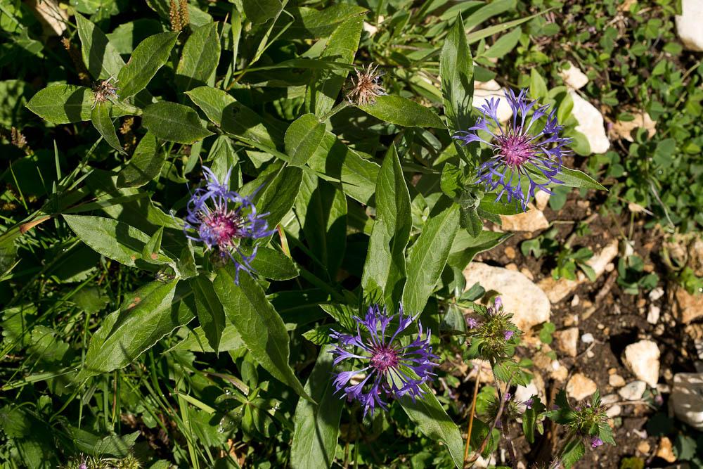 Bleuet des montagnes Cyanus montanus (L.) Hill, 1768