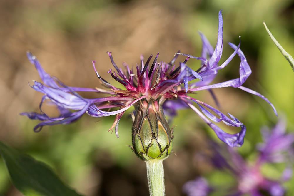 Bleuet des montagnes Cyanus montanus (L.) Hill, 1768