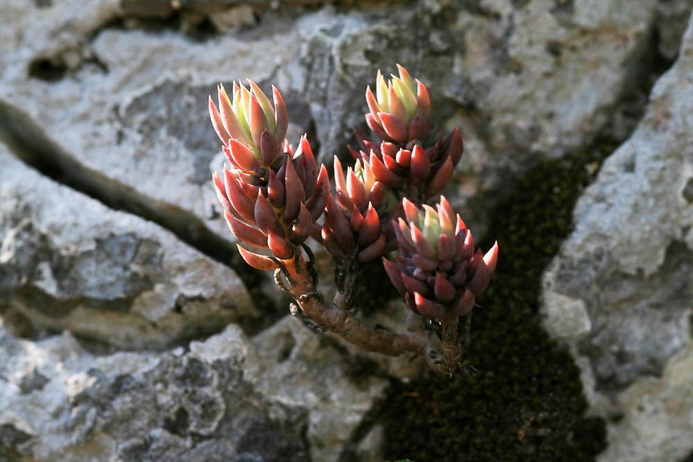 Orpin blanc jaunâtre, Orpin de Nice, Sédum de Nice Sedum sediforme (Jacq.) Pau, 1909