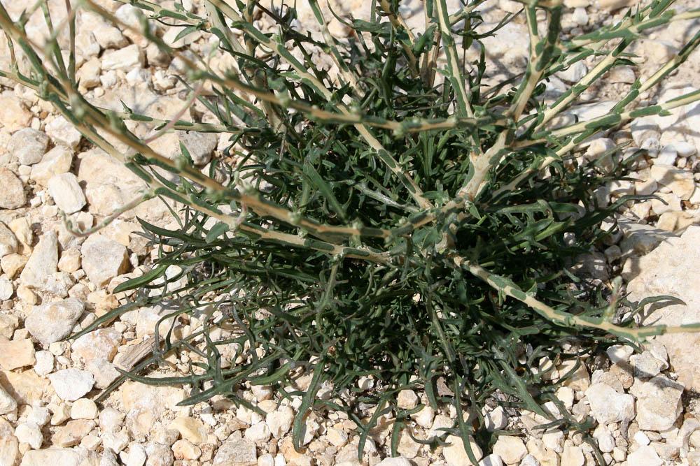 Laitue effilée, Laitue Osier Lactuca viminea (L.) J.Presl & C.Presl, 1819