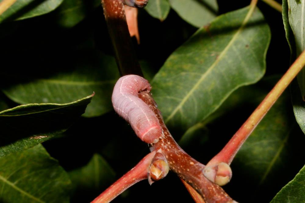 Noctuelle adulatrice (La) Eutelia adulatrix (Hübner, 1813)