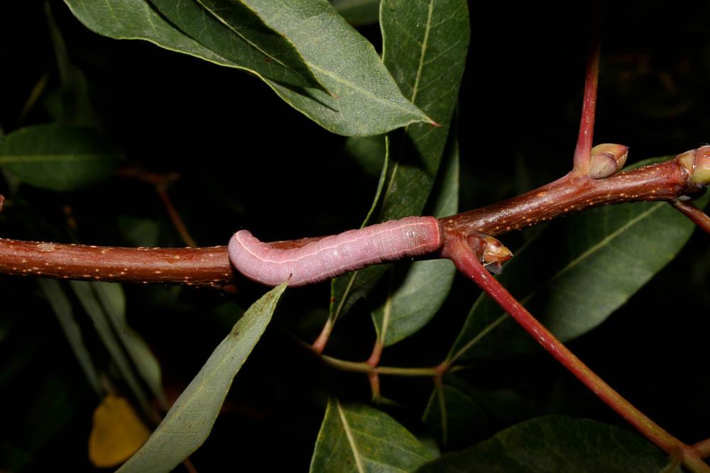 Noctuelle adulatrice (La) Eutelia adulatrix (Hübner, 1813)