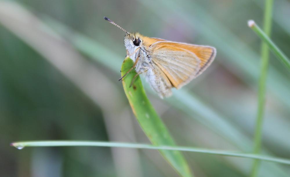 Hespérie du Dactyle (L'), Hespérie europénne (au C Thymelicus lineola (Ochsenheimer, 1808)