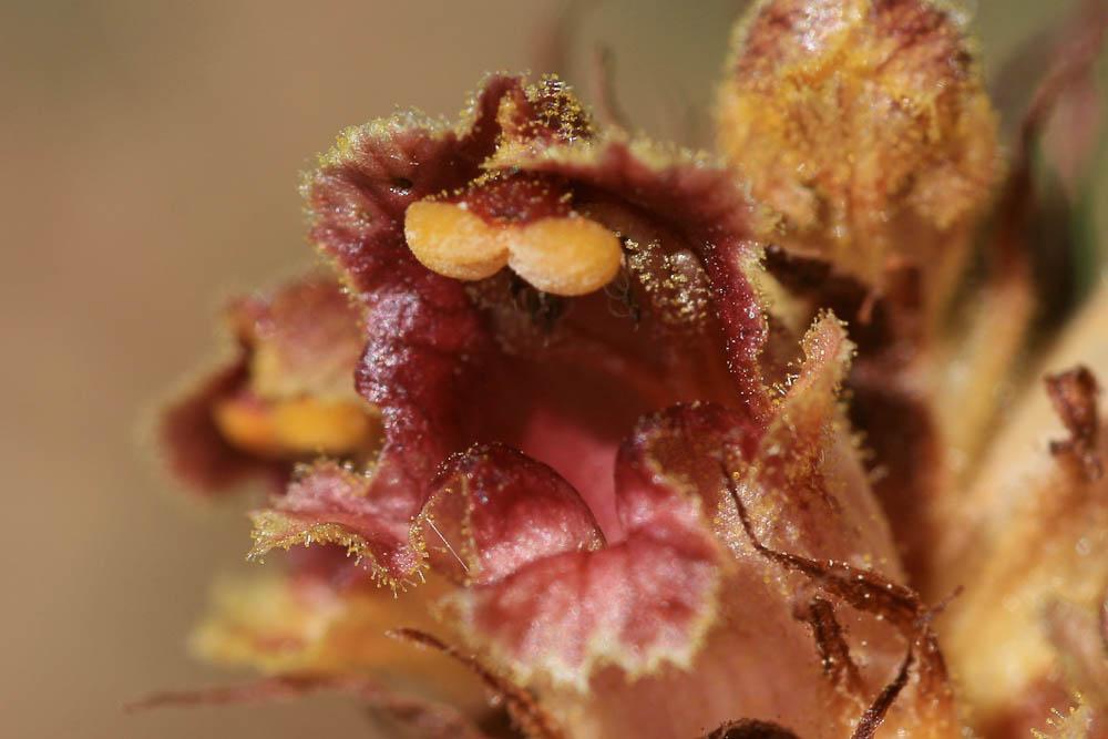 Orobanche grêle, Orobanche à odeur de Girofle Orobanche gracilis Sm., 1798