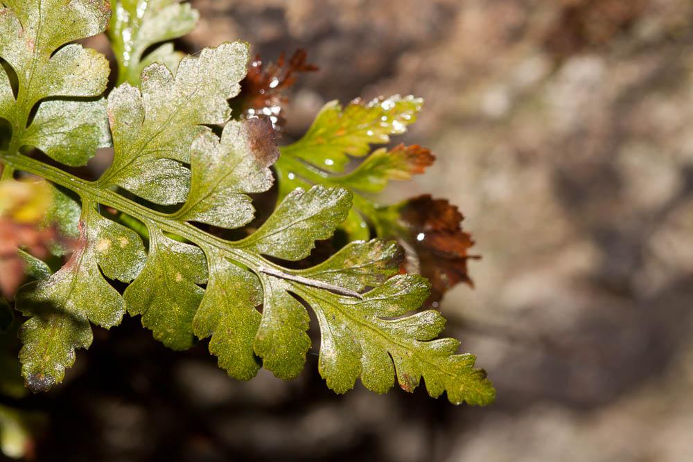 Capillaire noir, Doradille noir Asplenium adiantum-nigrum L., 1753