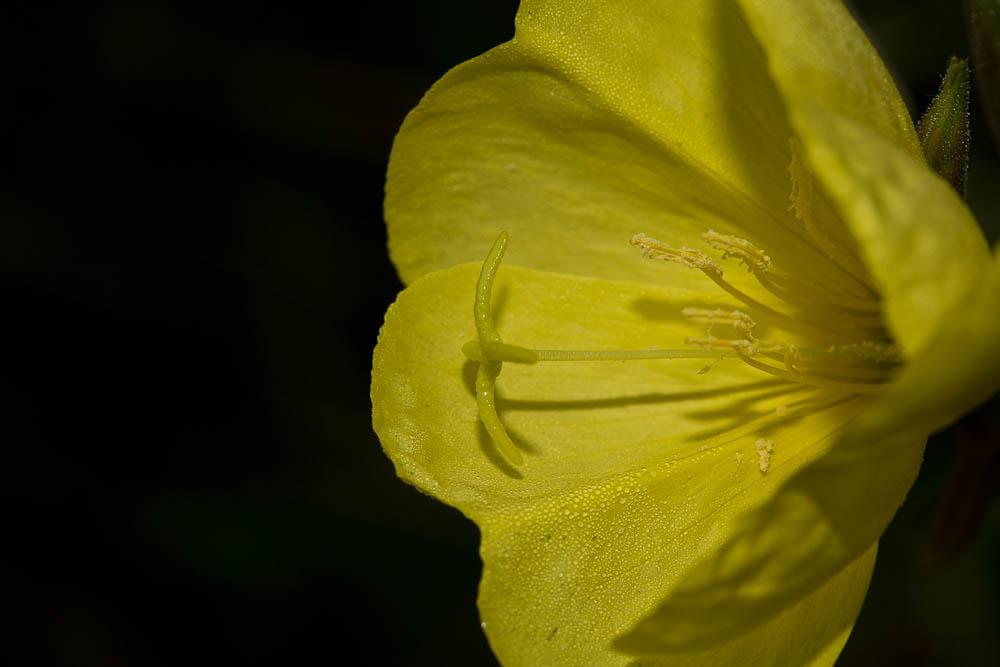 Onagre à sépales rouges, Onagre de Glaziou Oenothera glazioviana Micheli, 1875