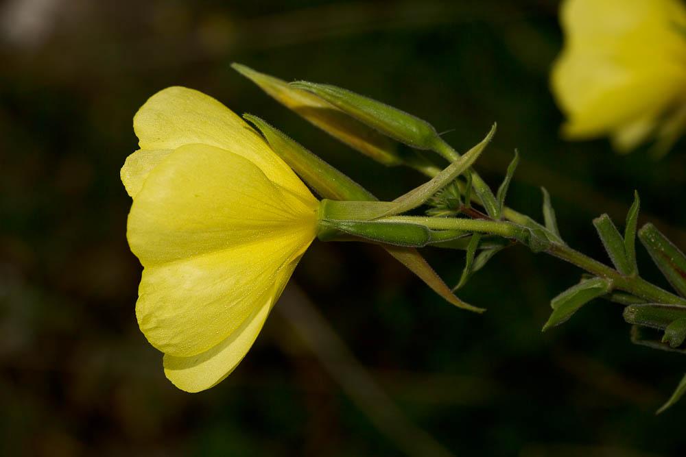 Onagre à sépales rouges, Onagre de Glaziou Oenothera glazioviana Micheli, 1875