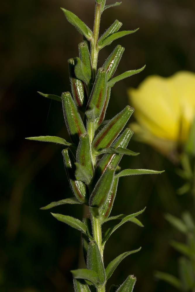 Onagre à sépales rouges, Onagre de Glaziou Oenothera glazioviana Micheli, 1875