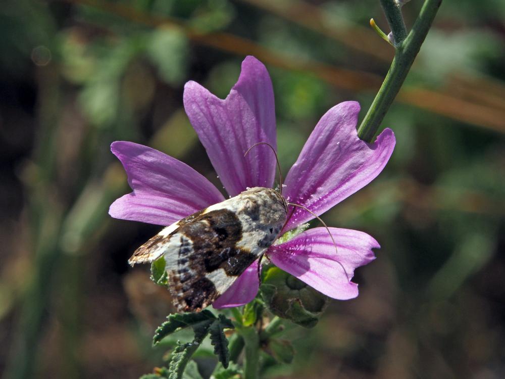 Collier blanc (Le) Acontia lucida (Hufnagel, 1766)