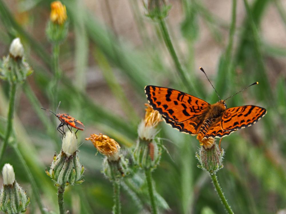 Mélitée orangée (La), Damier orangé (Le), Diane (L Melitaea didyma (Esper, 1778)