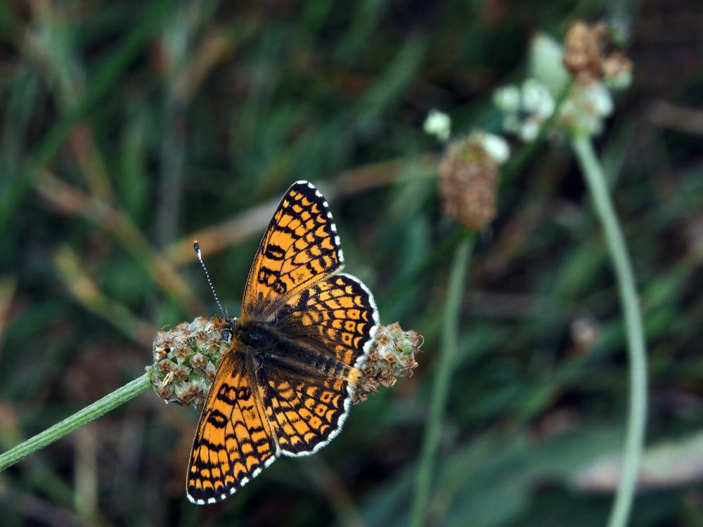 Mélitée du Plantain (La), Déesse à ceinturons (La) Melitaea cinxia (Linnaeus, 1758)