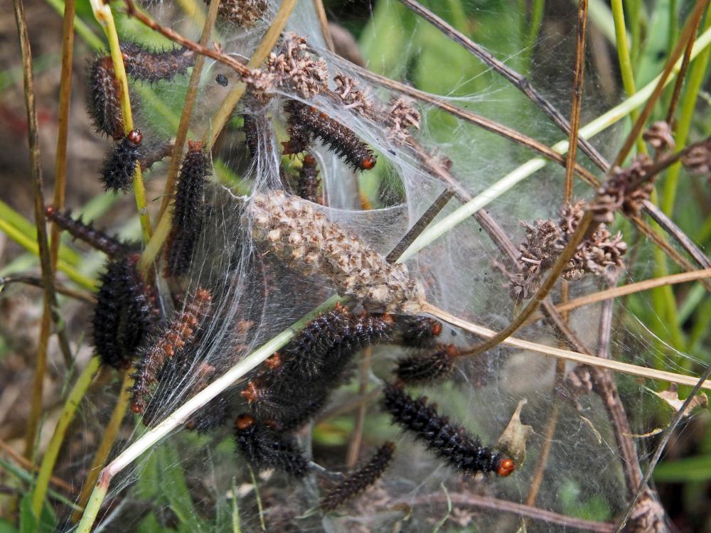 Mélitée du Plantain (La), Déesse à ceinturons (La) Melitaea cinxia (Linnaeus, 1758)