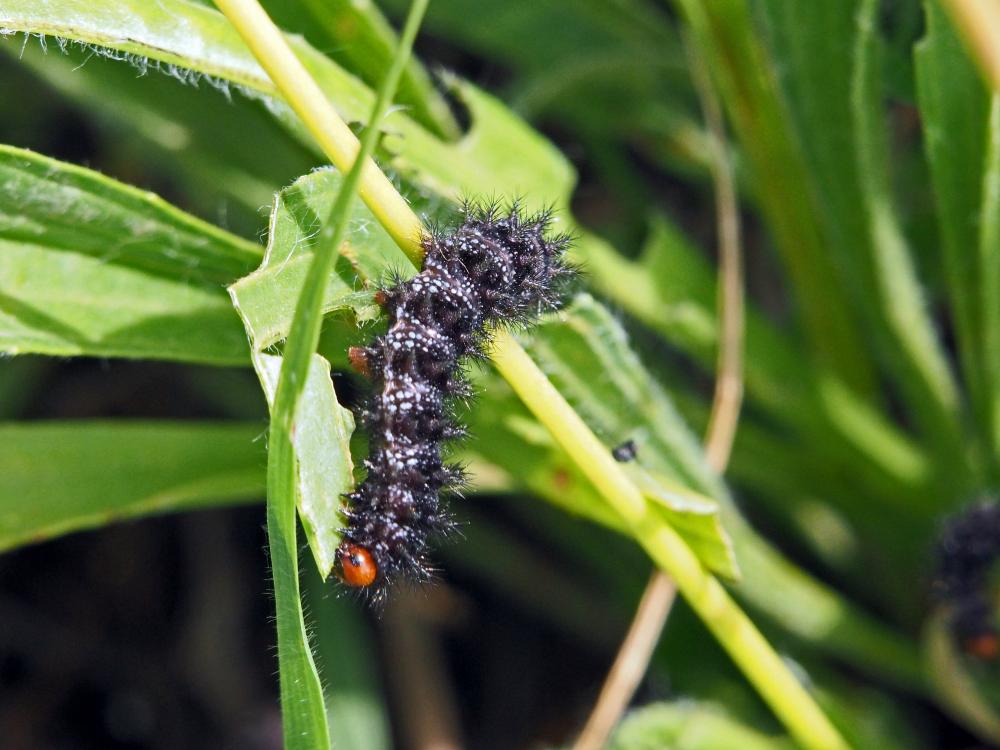 Mélitée du Plantain (La), Déesse à ceinturons (La) Melitaea cinxia (Linnaeus, 1758)