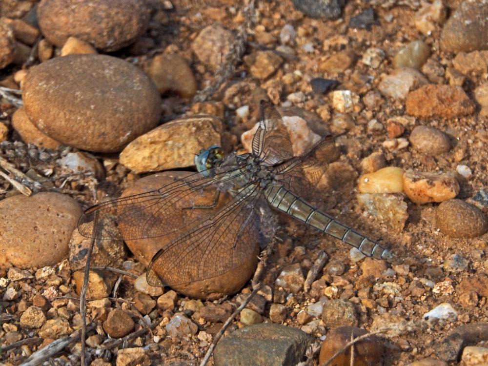 Orthétrum brun (L') Orthetrum brunneum (Boyer de Fonscolombe, 1837)