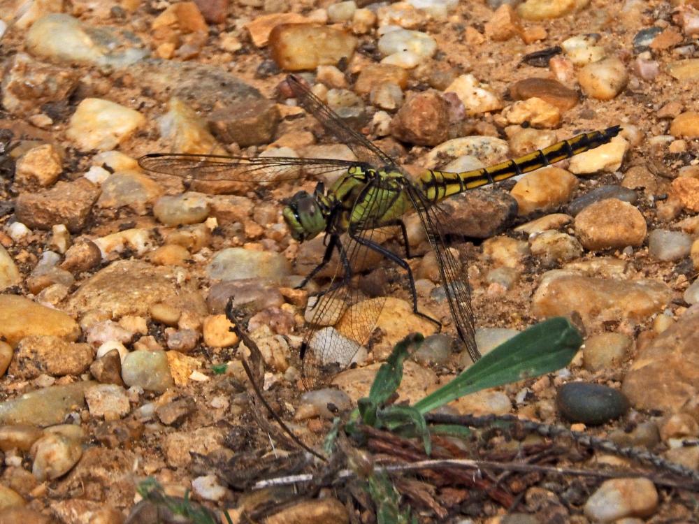 Orthétrum réticulé (L') Orthetrum cancellatum (Linnaeus, 1758)