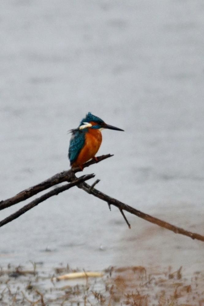Martin-pêcheur d'Europe Alcedo atthis (Linnaeus, 1758)