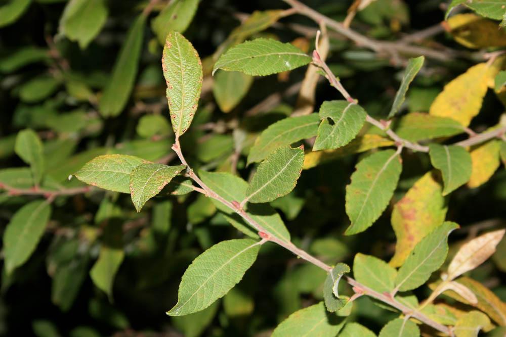 Saule à feuilles d'Olivier Salix atrocinerea Brot., 1804