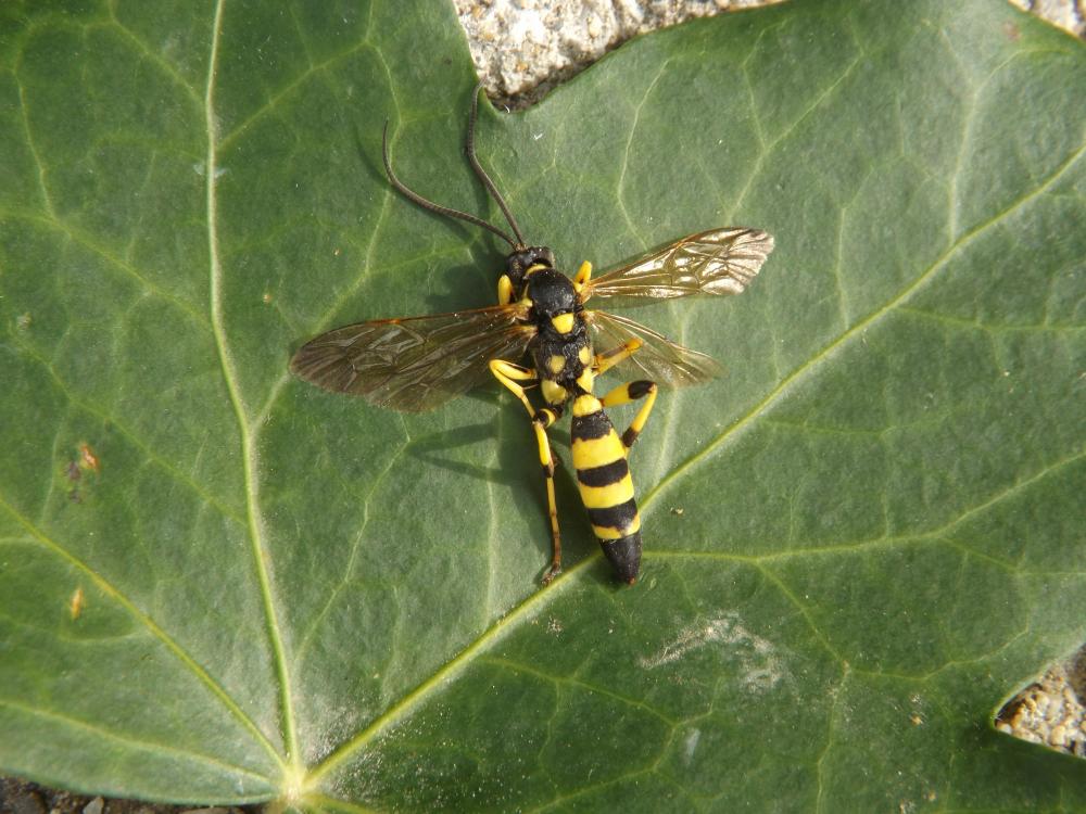  Ichneumon xanthorius Forster, 1771