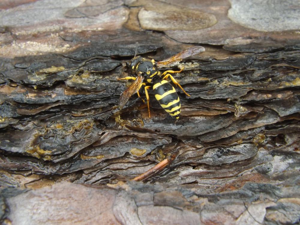  Paragymnomerus Blüthgen, 1938