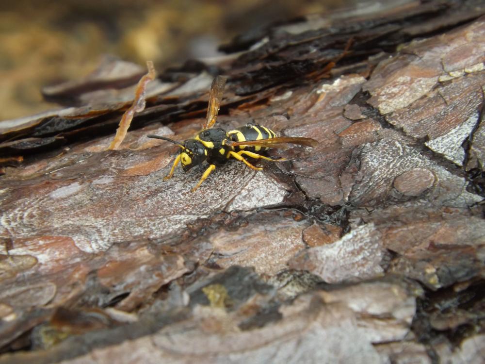  Paragymnomerus Blüthgen, 1938