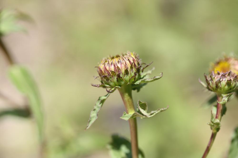 Inule à feuilles de saule Inula salicina L., 1753