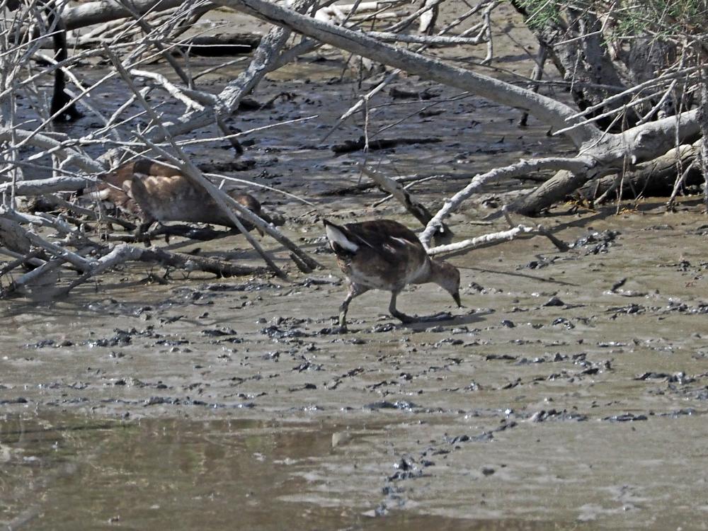 Poule-d'eau, Gallinule poule-d'eau Gallinula chloropus (Linnaeus, 1758)