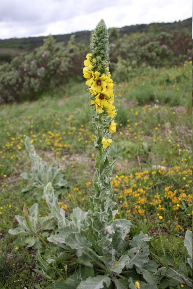 Molène de Boerhaave, Molène de mai Verbascum boerhavii L., 1767