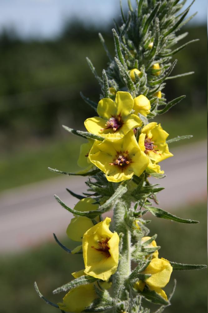 Molène de Boerhaave, Molène de mai Verbascum boerhavii L., 1767