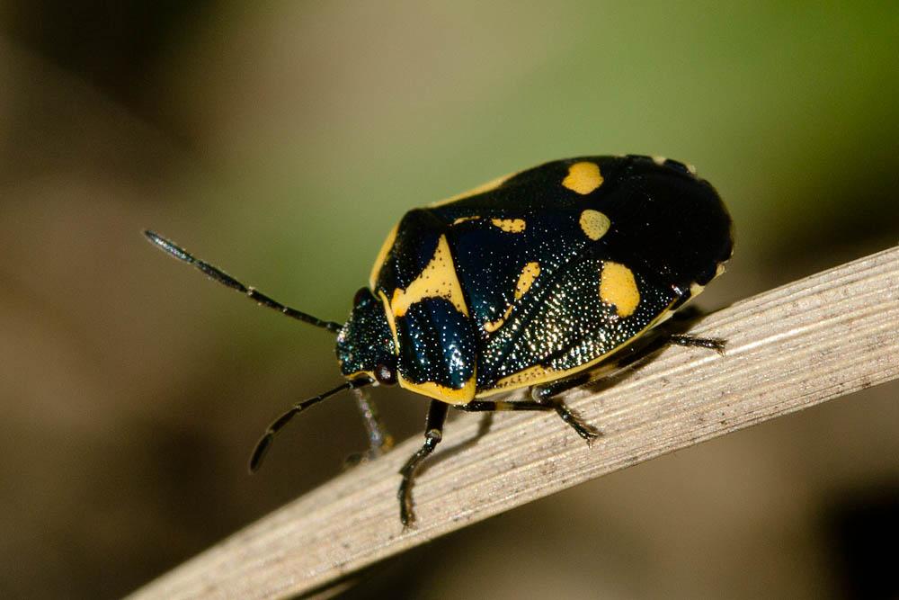 Punaise verte à raies & rouges ou blanches Eurydema oleracea (Linnaeus, 1758)