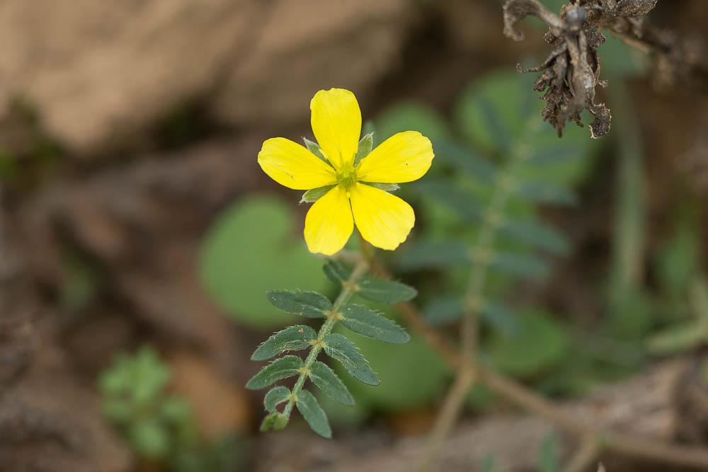 Croix de Malte, Tribule terrestre Tribulus terrestris L., 1753