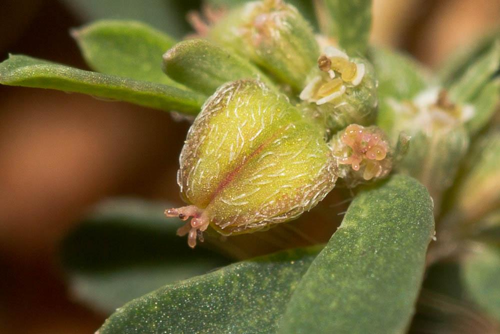 Euphorbe de Jovet, Euphorbe maculée Euphorbia maculata L., 1753