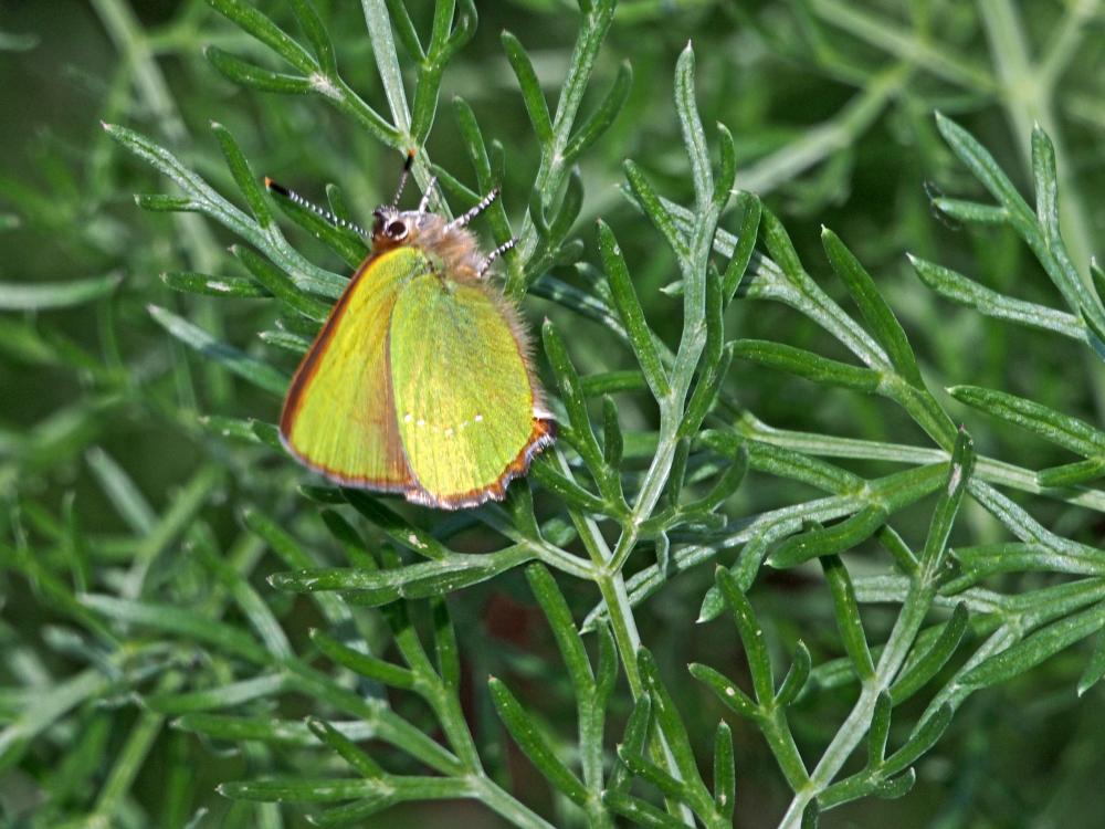 Thécla de la Ronce (La), Argus vert (L') Callophrys rubi (Linnaeus, 1758)