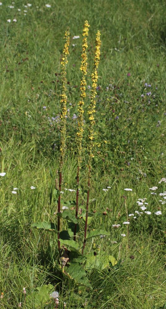 Molène noire, Cierge maudit Verbascum nigrum L., 1753