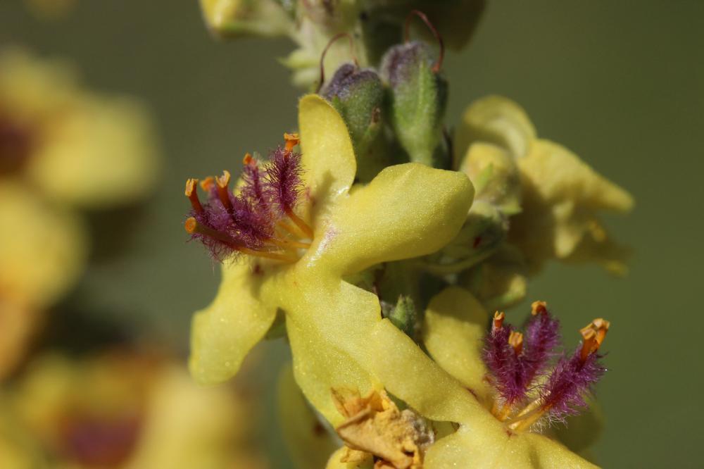 Molène noire, Cierge maudit Verbascum nigrum L., 1753