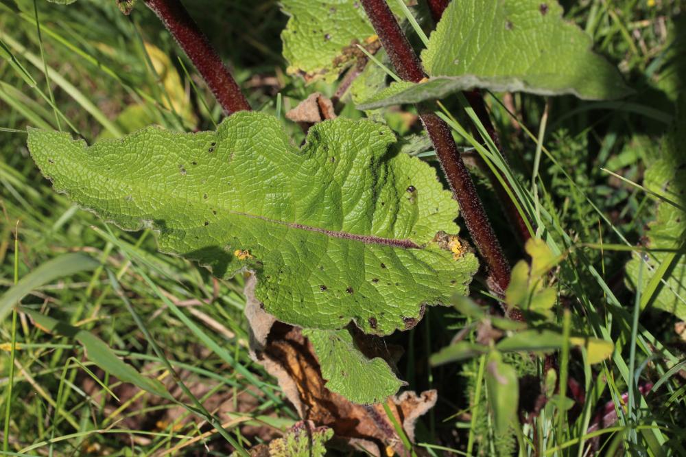 Molène noire, Cierge maudit Verbascum nigrum L., 1753