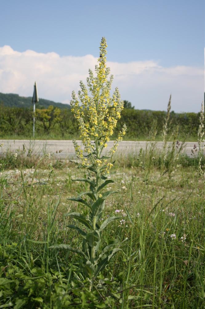Molène lychnide, Bouillon femelle Verbascum lychnitis L., 1753