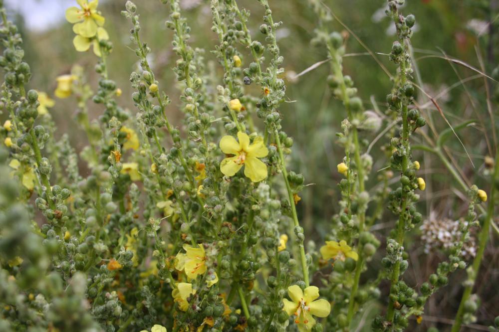 Molène lychnide, Bouillon femelle Verbascum lychnitis L., 1753