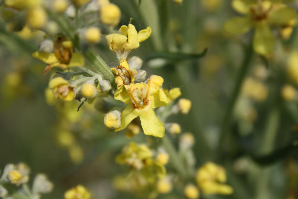 Molène lychnide, Bouillon femelle Verbascum lychnitis L., 1753