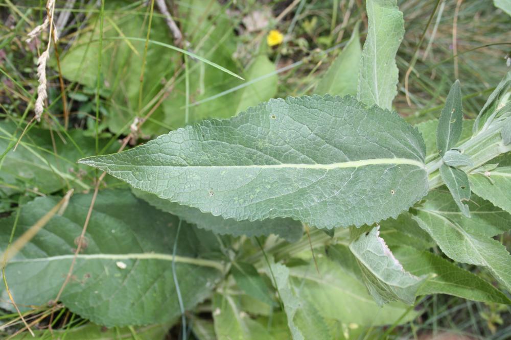 Molène lychnide, Bouillon femelle Verbascum lychnitis L., 1753