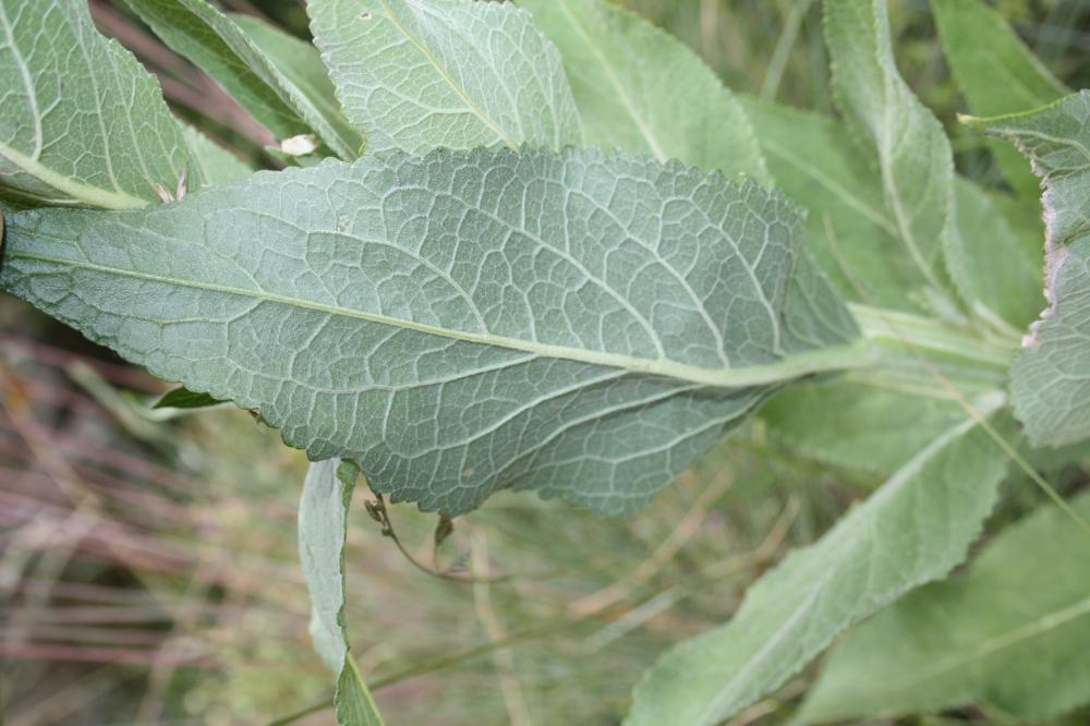 Molène lychnide, Bouillon femelle Verbascum lychnitis L., 1753