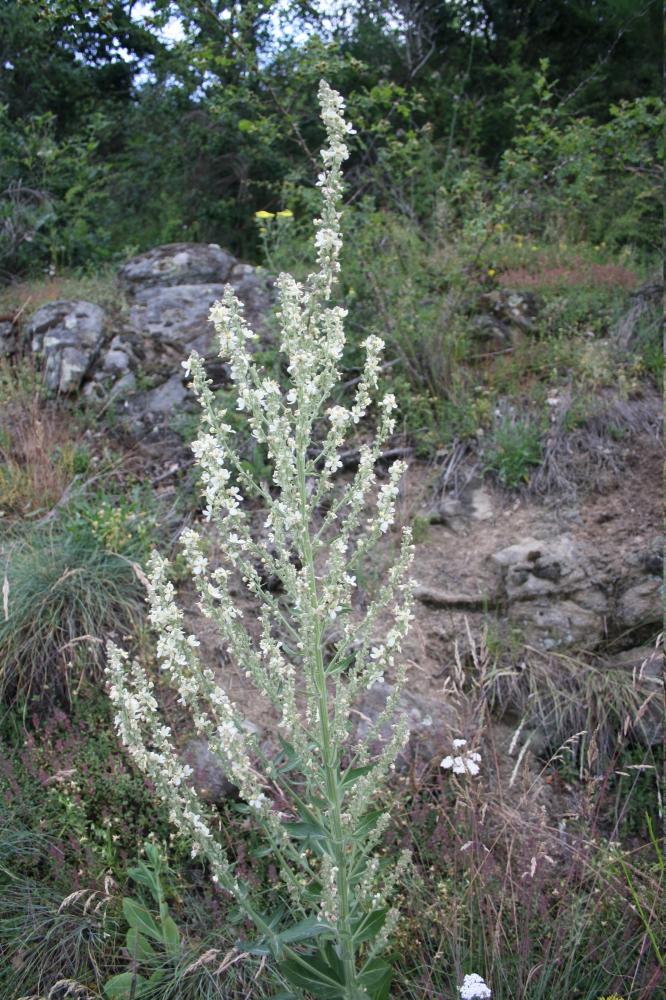 Molène lychnide, Bouillon femelle Verbascum lychnitis L., 1753