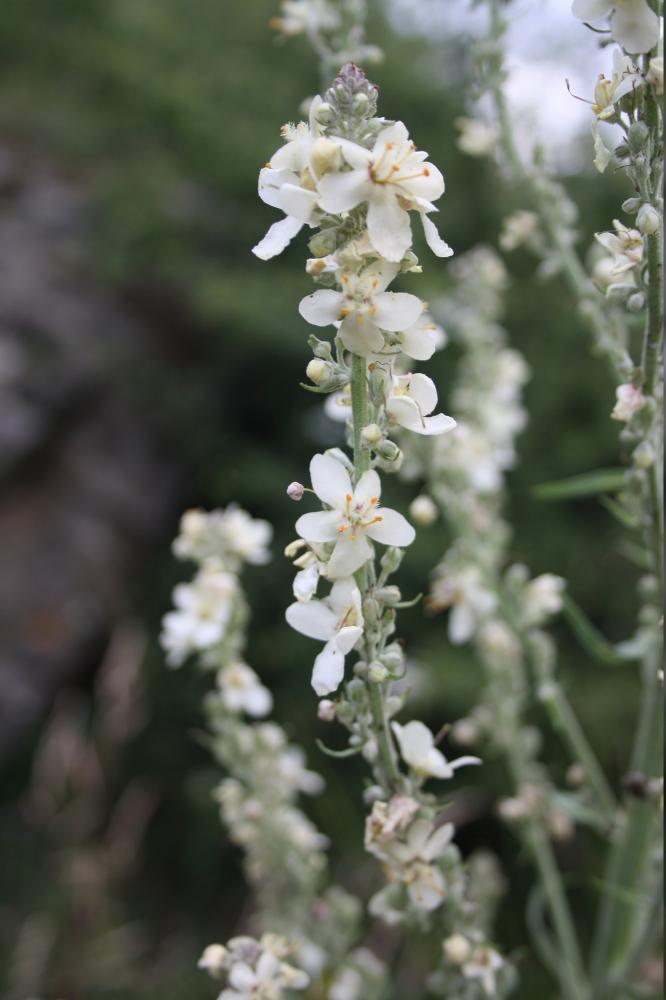 Molène lychnide, Bouillon femelle Verbascum lychnitis L., 1753
