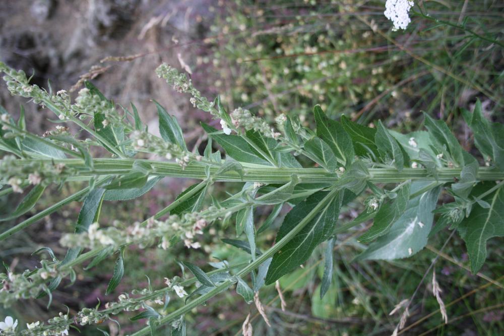 Molène lychnide, Bouillon femelle Verbascum lychnitis L., 1753