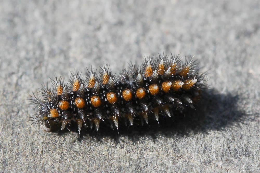 Mélitée des Linaires (La) Melitaea deione (Geyer, 1832)