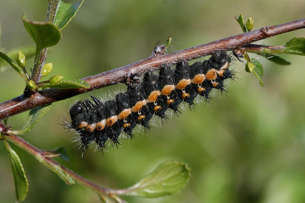Petit Paon de Nuit (Le) Saturnia pavonia (Linnaeus, 1758)