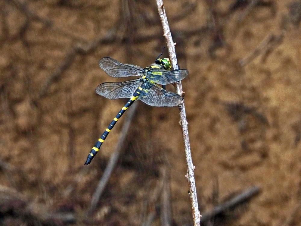 Cordulégastre annelé Cordulegaster boltonii boltonii (Donovan, 1807)